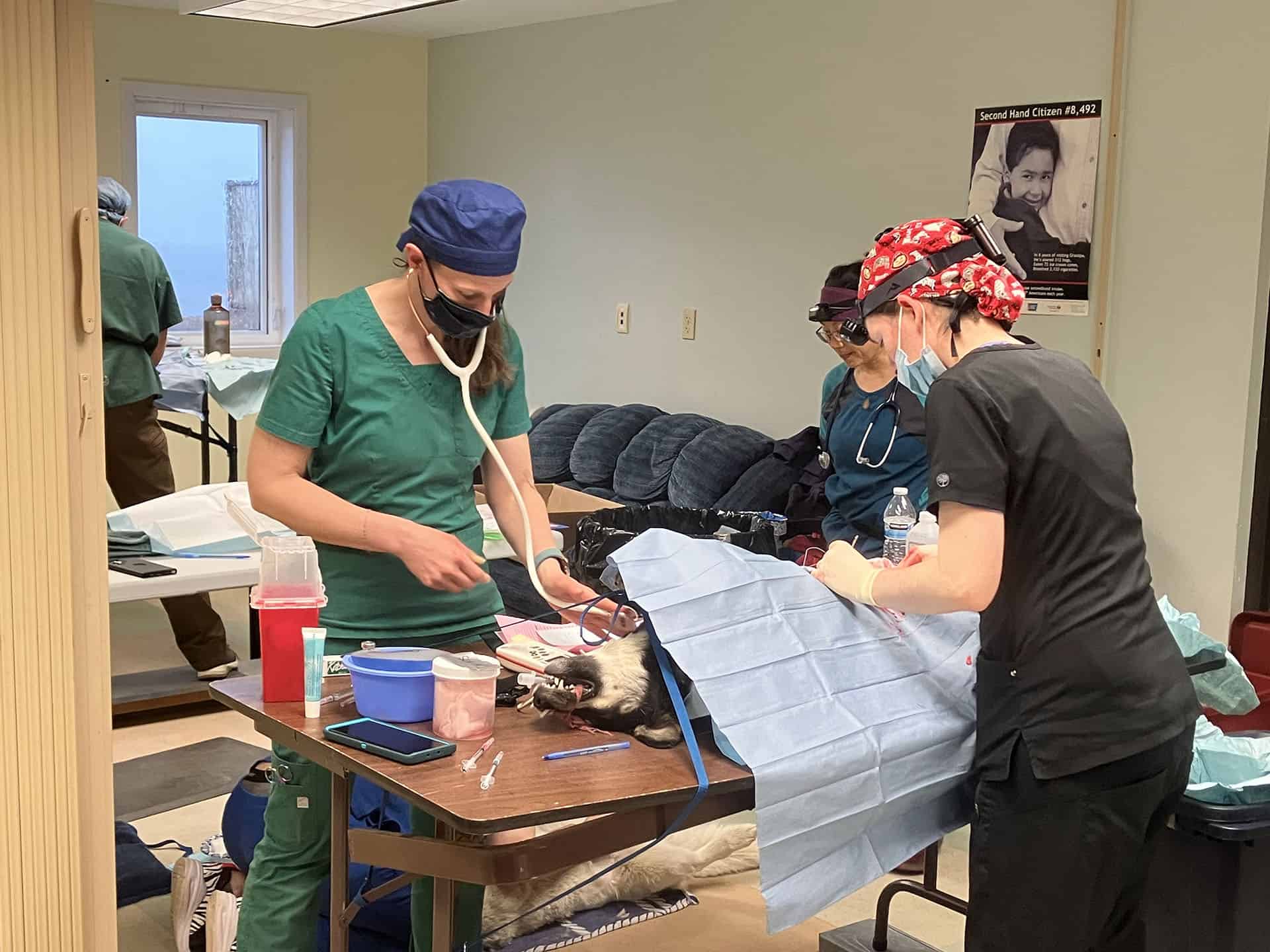 surgery on a large dog covered in sanipaper