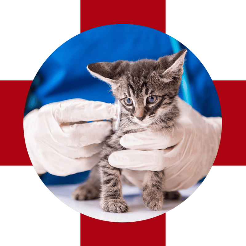 kitten held by gloved hands in front of blue tech shirt on red cross background
