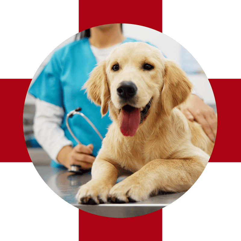 yellow lab with blue shirted vet tech on red cross