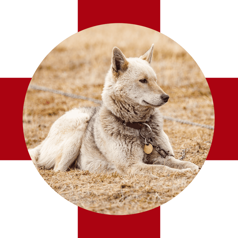 large yellow dog laying alertly outdoors - circle crop photo on red cross