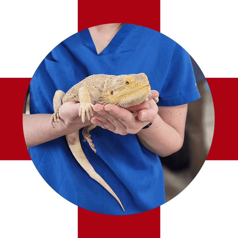 lizard held by blue shirted tech on red cross