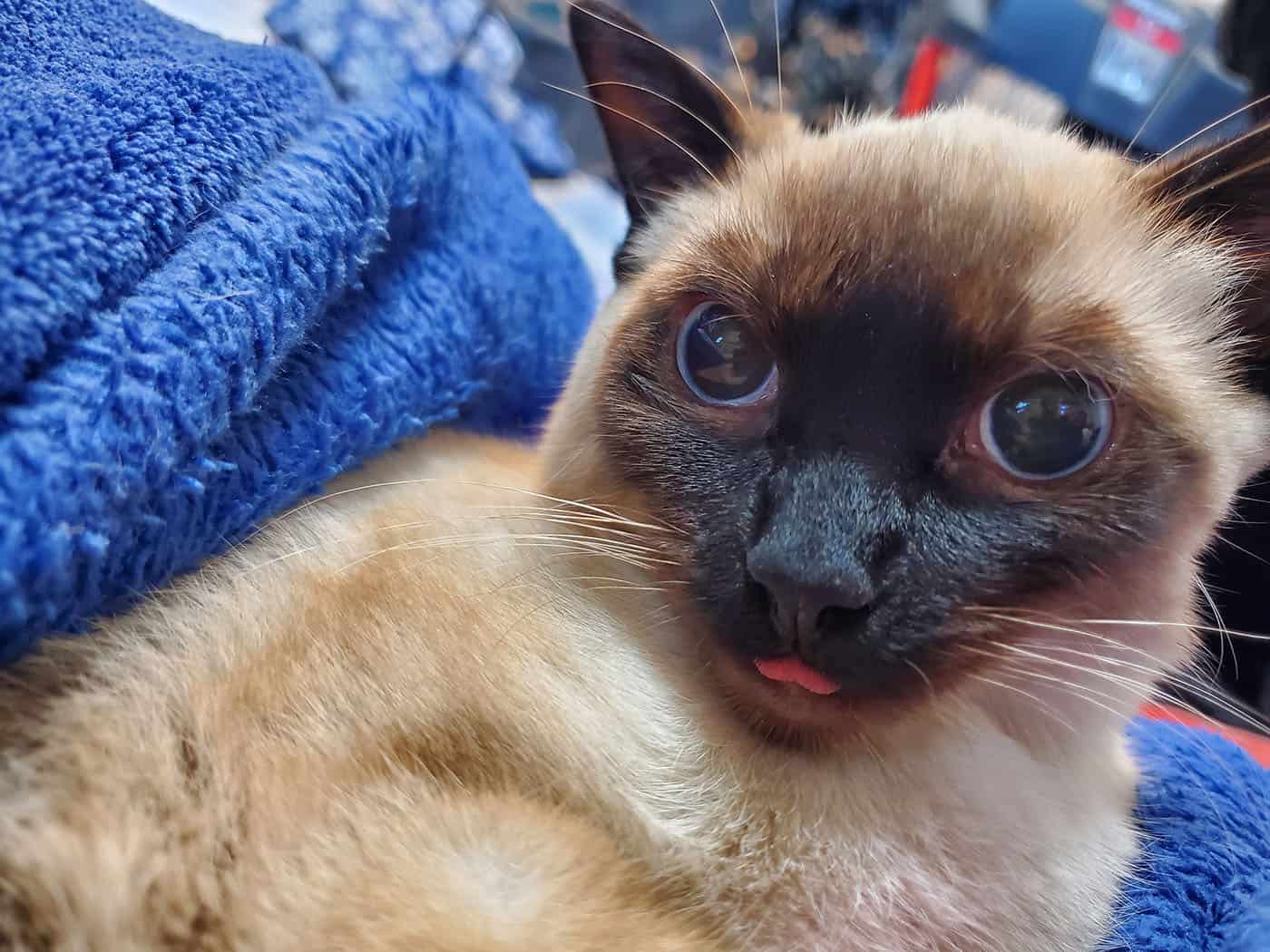 cat with large pupils forgets to put his tongue away