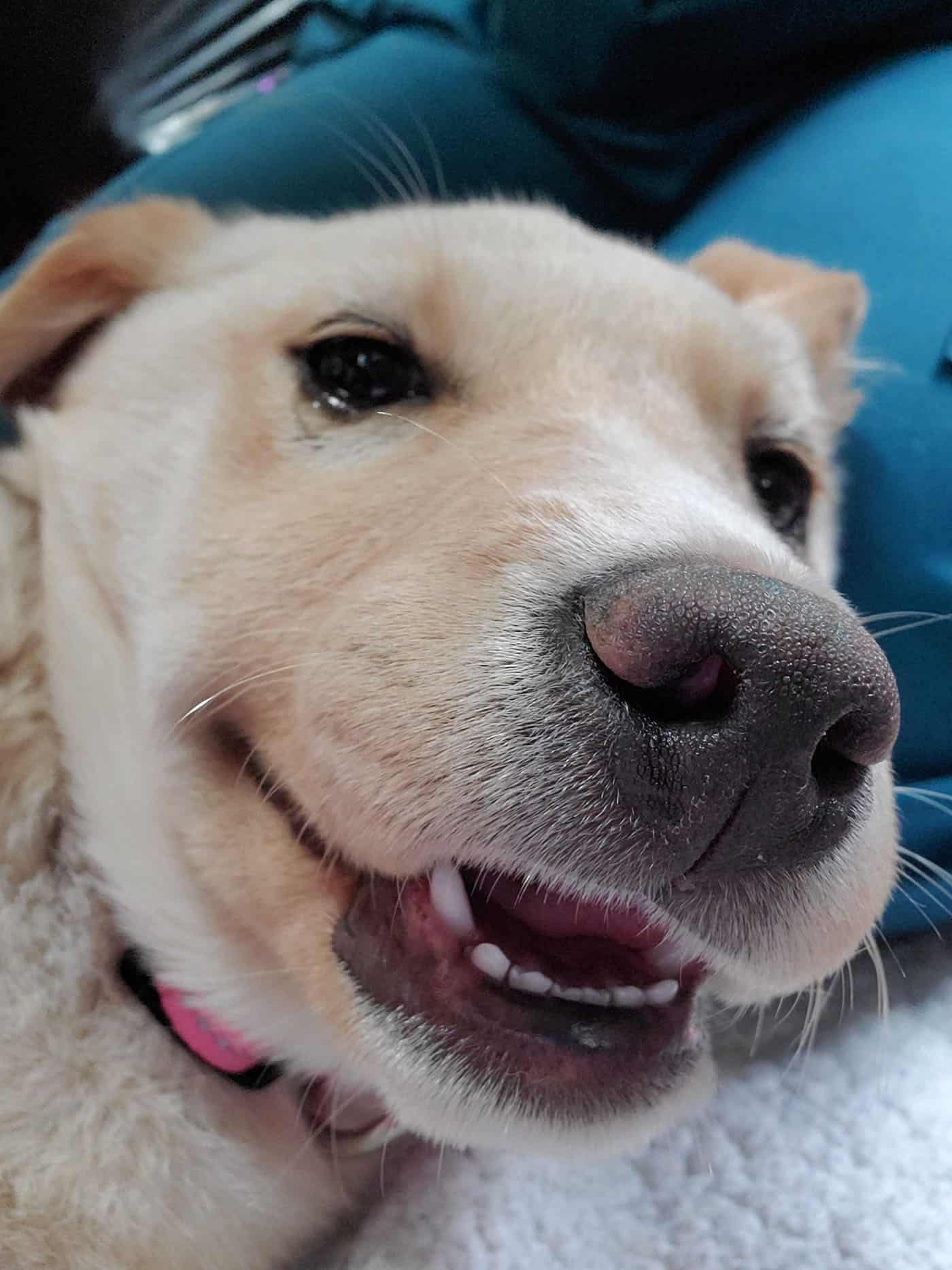 big smile from yellow dog