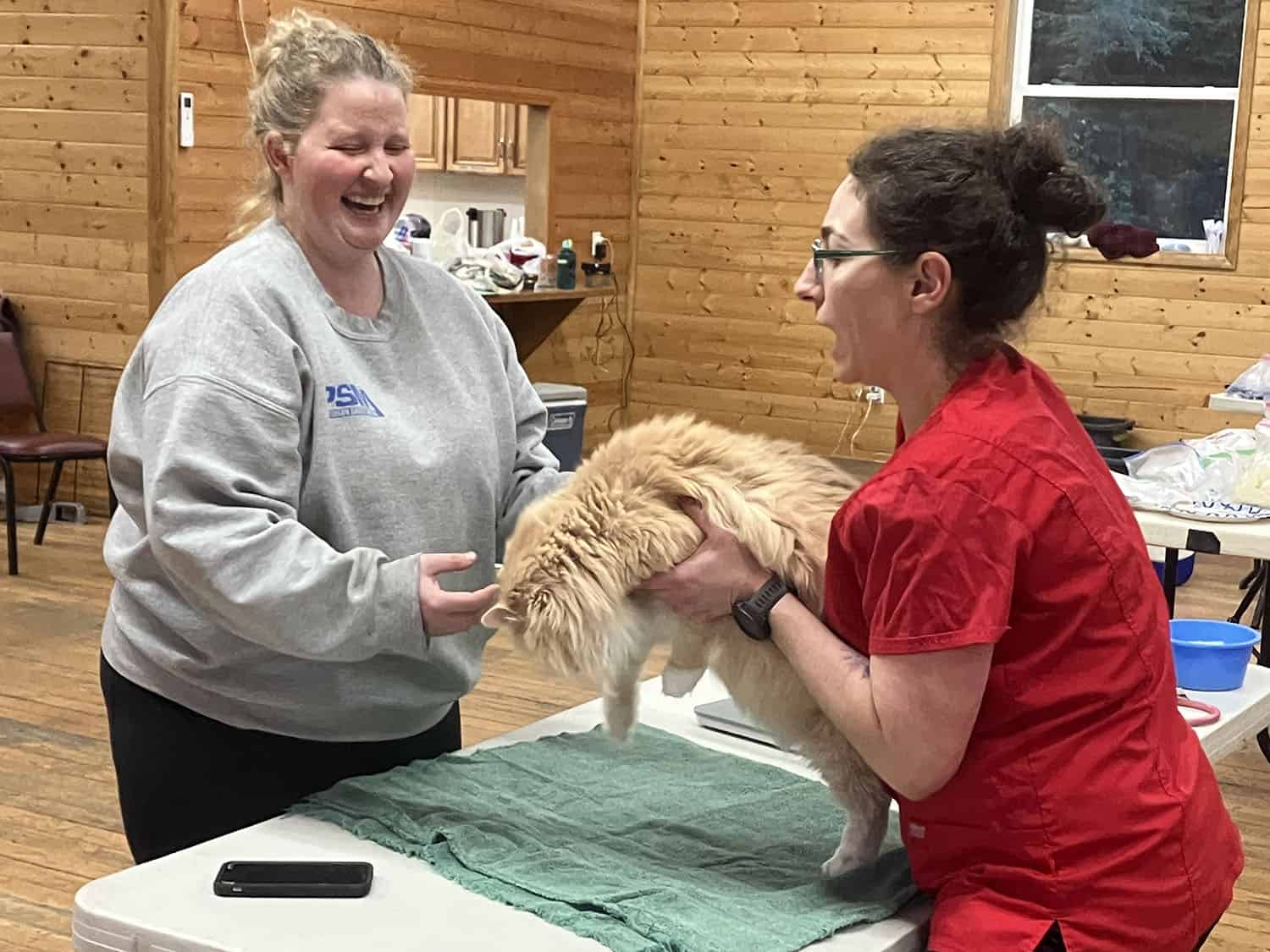 yellow fluffy dog making everyone laugh on the table
