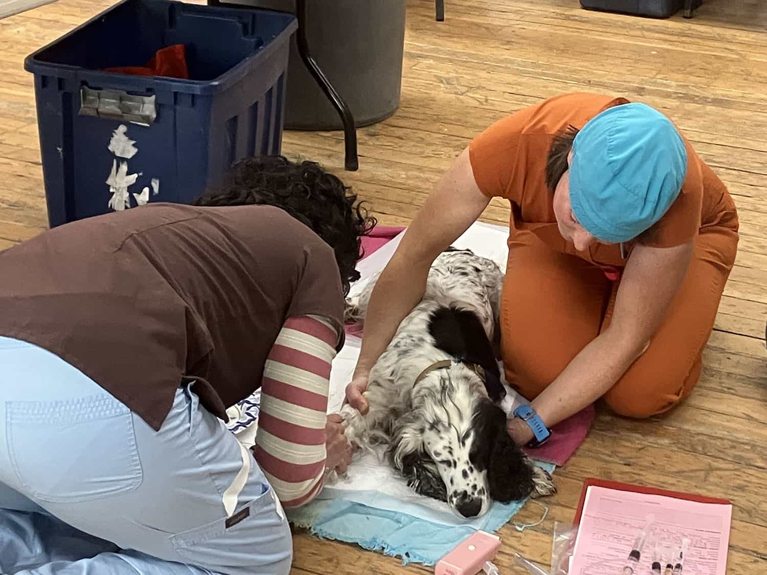 speckled dog on a towel, getting examined by the techs