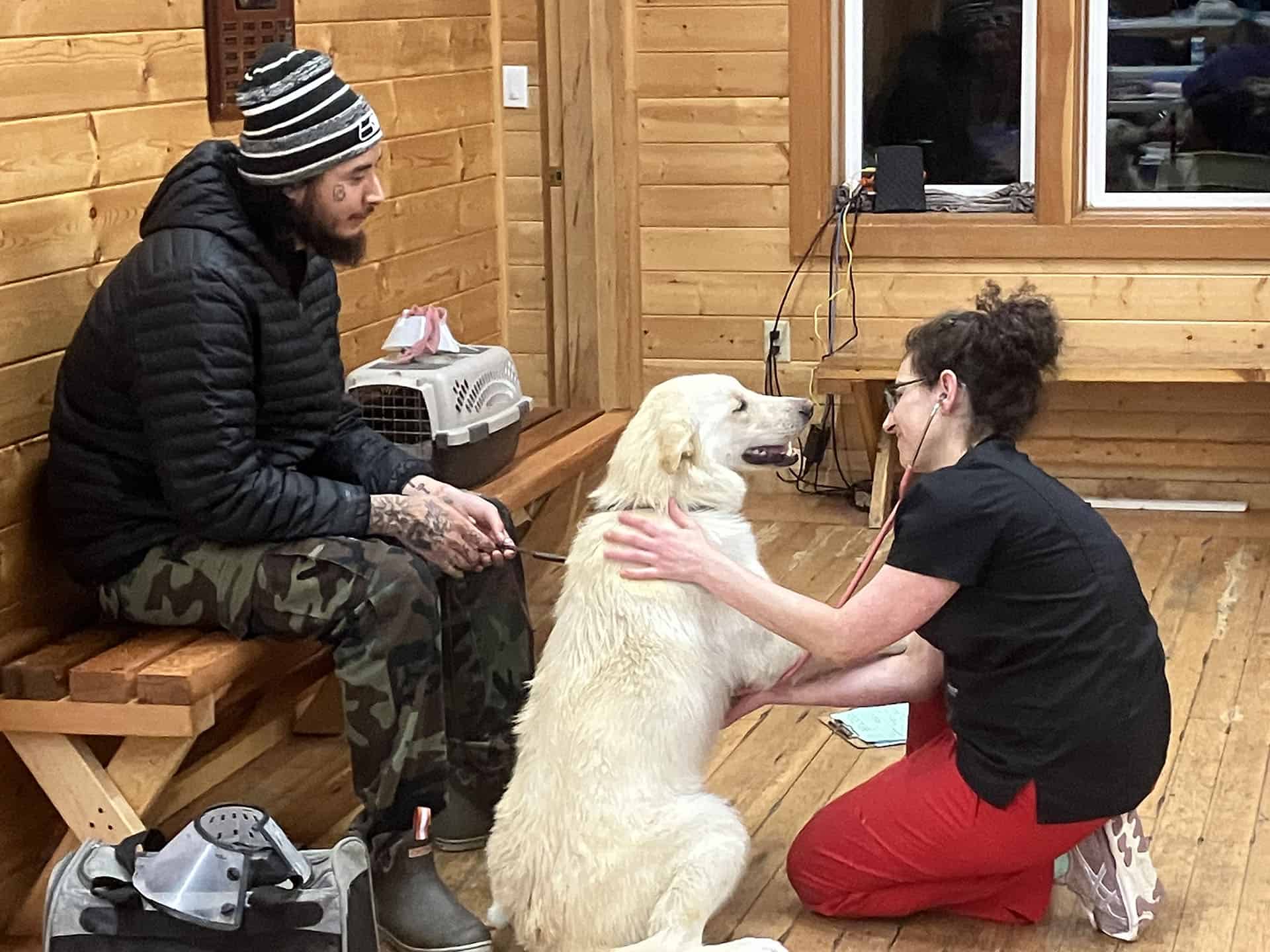 big yellow lab feeling better while owner looks on