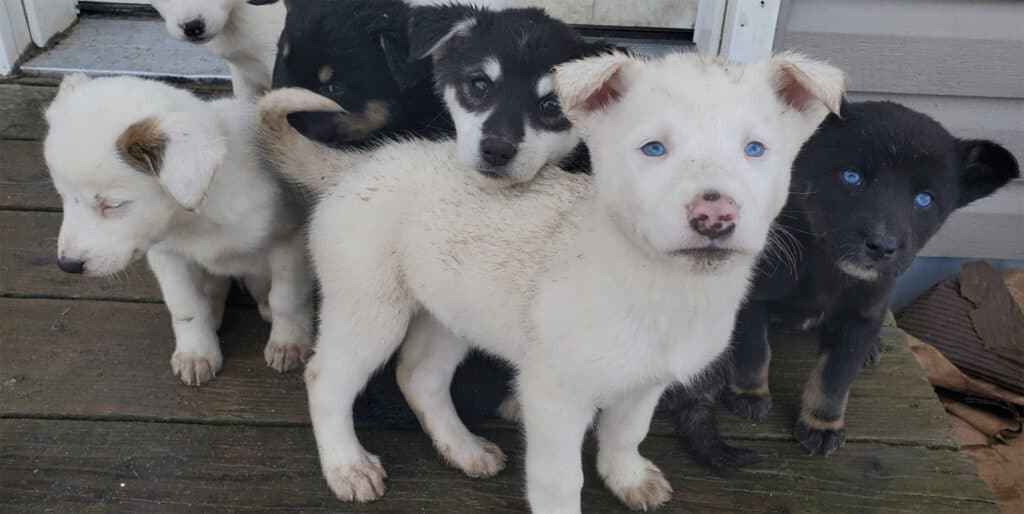 six black and white puppies huddle