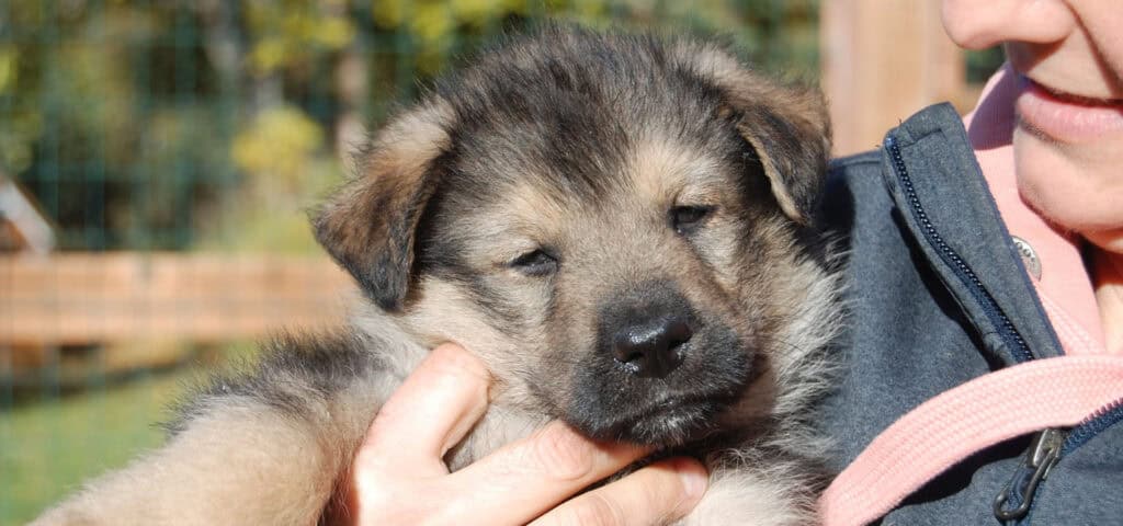 fuzzy puppy!