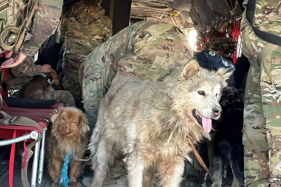 two happy dogs standing with people in camo garb and equipment
